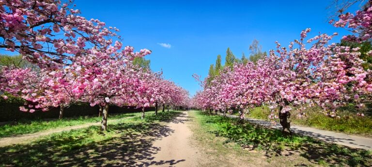 Hanami in Teltow