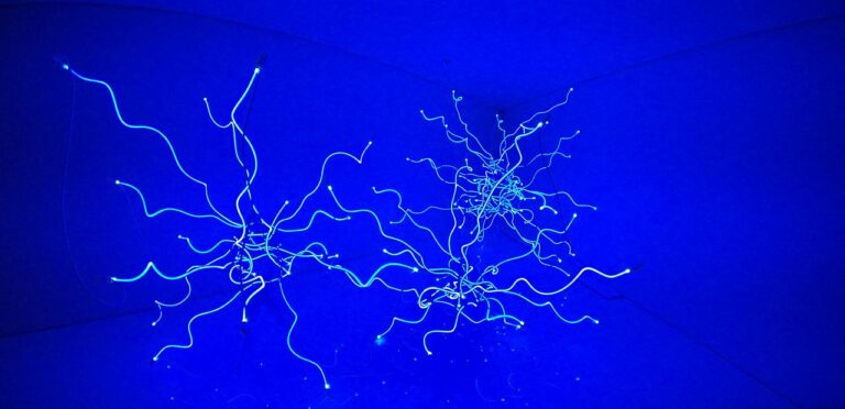 Chihuly – Glas Glas Glas